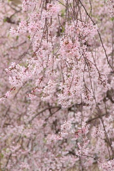 6555-15.4.12一重紅枝垂れ桜　縦　バックも一重紅枝垂れ桜.jpg